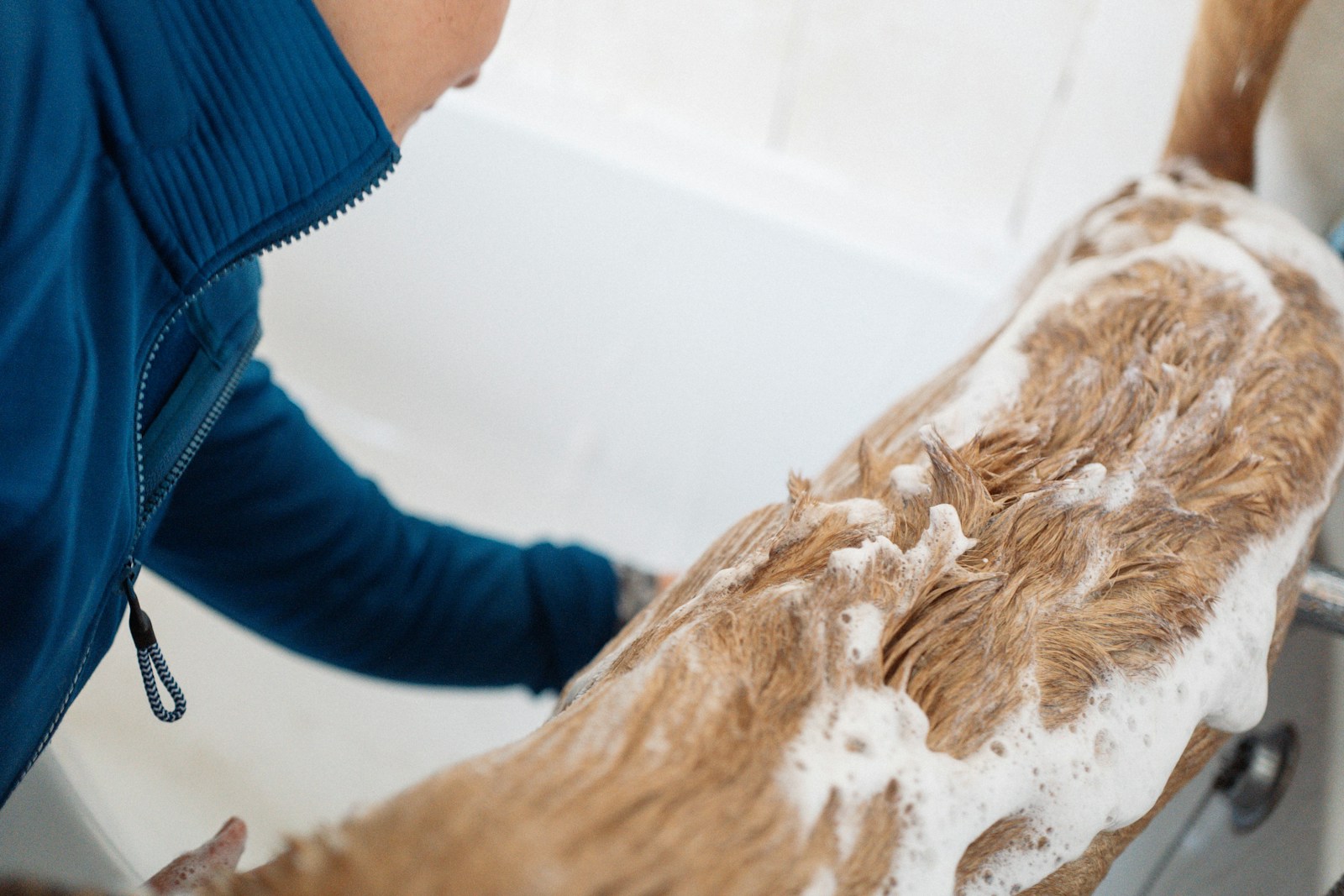 Suds & Snuggles: The Complete Guide to Pet Shampoos for a Happy, Healthy Bath
