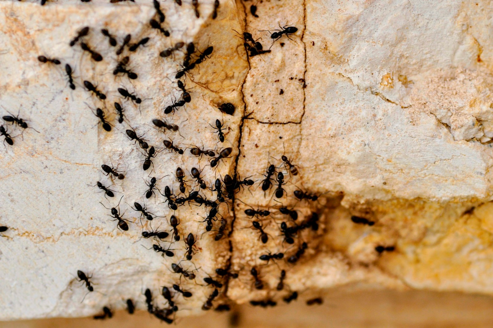 Ant-Keeping Mastery: Insider Tips and Expert Advice for Thriving Ant Colonies